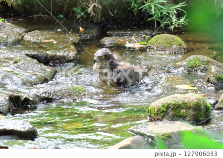 オオタカの水浴び オオタカの水浴び 127906033
