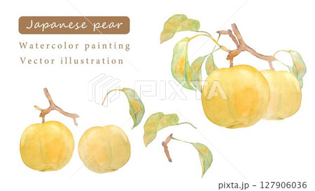 水彩で描いた日本梨のベクターイラスト 127906036