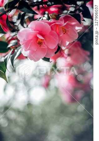 Pink Camellia Tree with Blooming Flowers Pink Camellia Tree with Blooming Flowers 127906037
