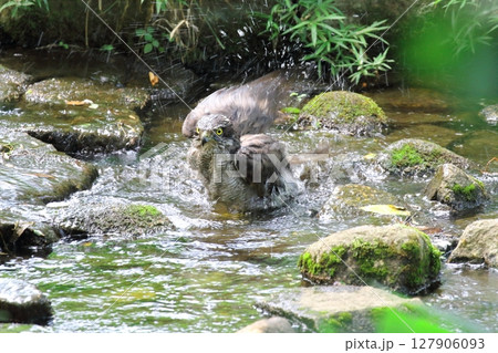オオタカの水浴び オオタカの水浴び 127906093