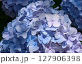 81 127906398