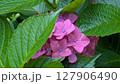 82 127906490