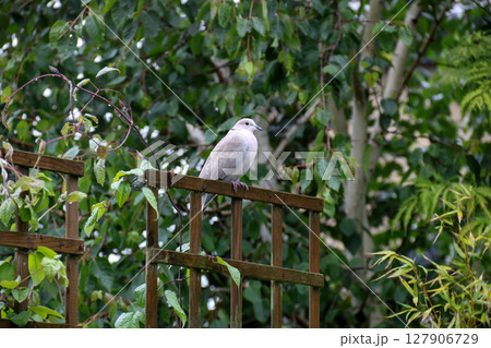 Collared Dove Perched on a Garden Trellis After a Rain Shower Collared Dove Perched on a Garden Trellis After a Rain Shower 127906729