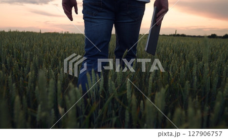Agriculture, Farmer walks through golden wheat, tablet in hand, sunset colors fill the sky, rubber boots on earth, digital agriculture progress, inspecting crop quality, blending tradition and 127906757