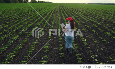 Agriculture, Agronomist analyzing green crops, Female planting expert with tablet, Wide field of young sprouts, Agriculture and technology fusion, Modern farming lifestyle, Woman inspecting soybeans 127906763