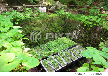 【愛媛県】上林森林公園の風穴（上林の風穴） 127906836