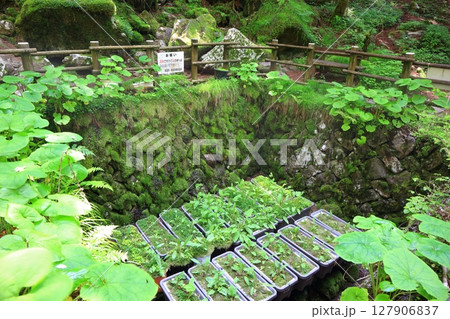 【愛媛県】上林森林公園の風穴（上林の風穴） 127906837