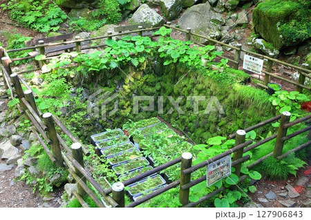 【愛媛県】上林森林公園の風穴（上林の風穴） 127906843