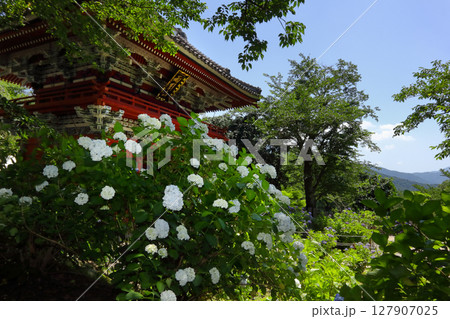 ロマンチック茨城（加波山、足尾山そして筑波山に見守られて6月、紫陽花の園に堂々と雨引観音「仁王門」） 127907025
