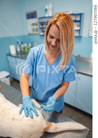 Caring vet provides gentle treatment for a dog in a bright clinic Caring vet provides gentle treatment for a dog in a bright clinic 127907066