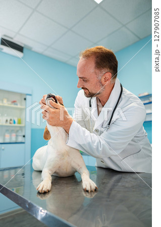 Veterinarian examines a friendly dog in a modern clinic Veterinarian examines a friendly dog in a modern clinic 127907085