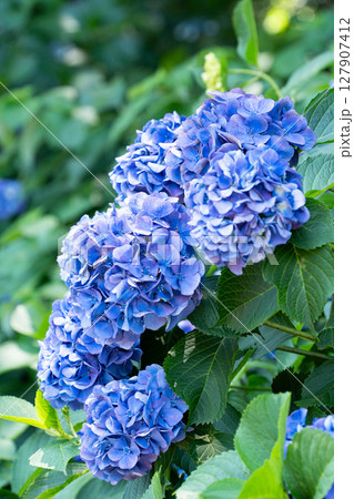 青い紫陽花 127907412