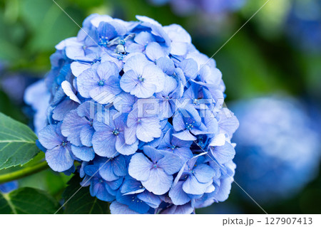 青い紫陽花 127907413