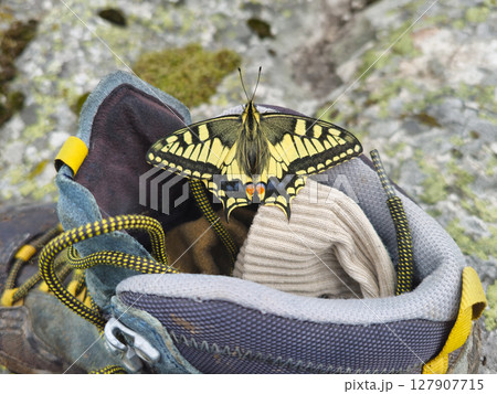 swallowtail butterfly rests sitting on a dirty hiking boot 127907715