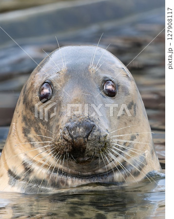portrait of a gray seal on a blurred background 127908117