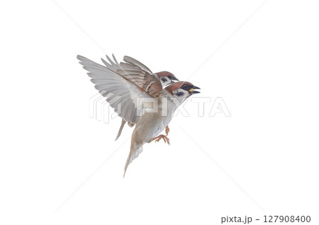 two flying sparrow isolated on white background 127908400