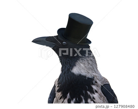 hooded raven in hat isolated on white background hooded raven in hat isolated on white background 127908480