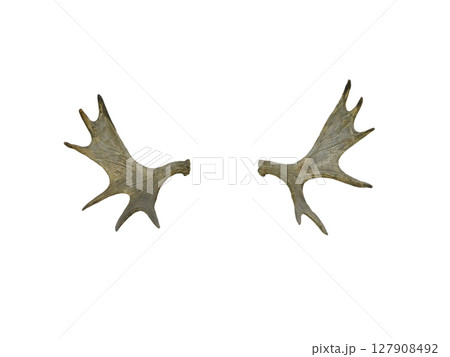 moose antlers isolated on white background moose antlers isolated on white background 127908492