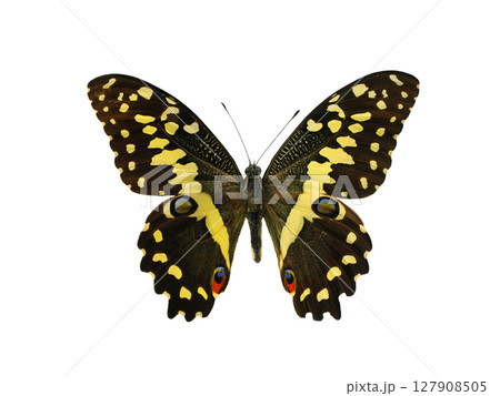 papilio demodocus isolated on white background papilio demodocus isolated on white background 127908505