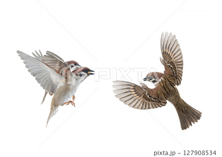 flying sparrows isolated on white background flying sparrows isolated on white background 127908534