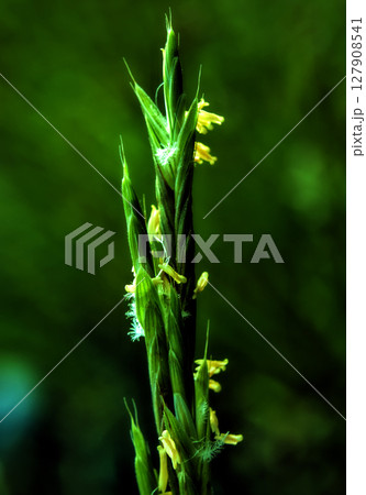 A green and yellow plant that's growing. 127908541