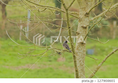 common blackbird singing in the wild to court a female 127908601