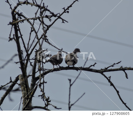 couple of doves on a branch in the field 127908605