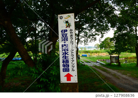 みやぎラムサールトライアングル伊豆沼、内沼水生植物園の表示と夕景 127908636