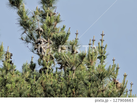 pine branches full of cones in nature pine branches full of cones in nature 127908663