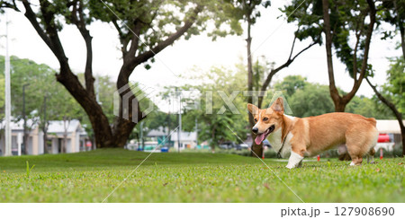 Corgi Running in the Park. Happy corgi enjoying a day outdoors. 127908690
