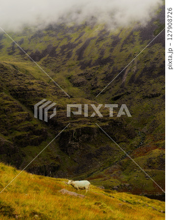 A solitary sheep grazes on a hillside, the rugged, mist-shrouded mountains providing a dramatic backdrop, a sense of peace and solitude pervades. 127908726