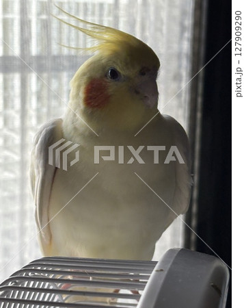 遺棄された 衛星 サテライト 127909290