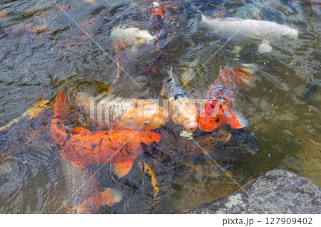KOI Carop in water of Japanese garden 127909402