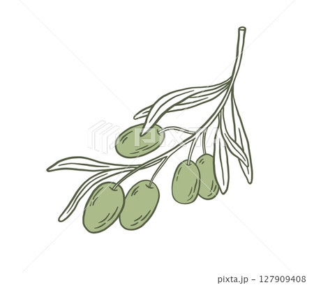 Hand drawn vintage green olive branche vector illustrations. Mediterranean Italian food.  127909408