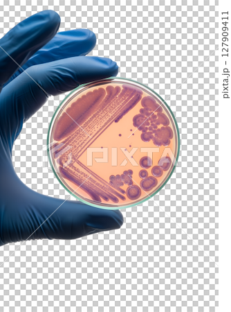 Hand holding petri dish with bacterial colonies isolated on transparent background, microbiology research 127909411