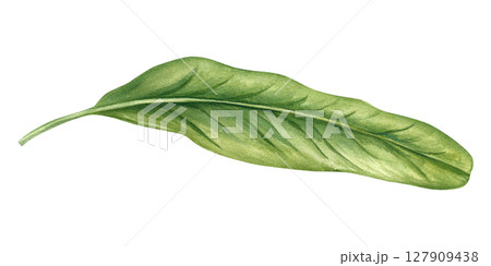 Single long green tropical leaf with smooth edges watercolor illustration isolated background. Floral element for botanical designs, organic branding, and tropical decor. 127909438