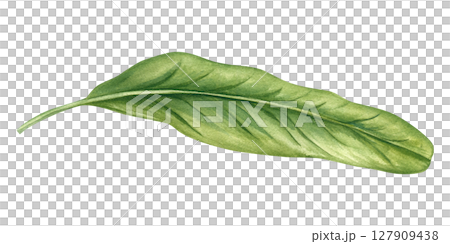 Single long green tropical leaf with smooth edges watercolor illustration isolated background. Floral element for botanical designs, organic branding, and tropical decor. 127909438