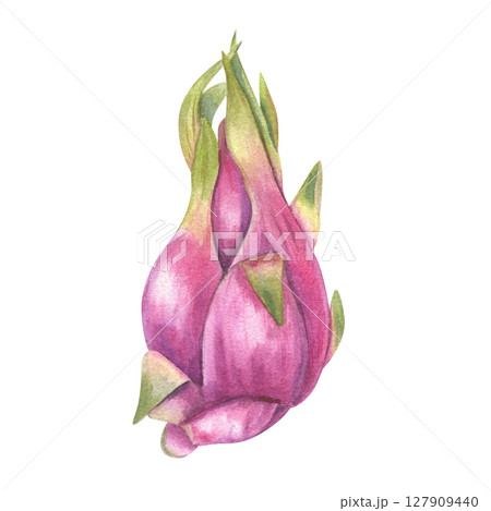 Watercolor illustration of pink pitahaya with fresh green tips isolated background. Juicy and exotic Dragon fruit cactus for tropical food design, healthy recipes, packaging, poster 127909440