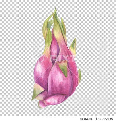 Watercolor illustration of pink pitahaya with fresh green tips isolated background. Juicy and exotic Dragon fruit cactus for tropical food design, healthy recipes, packaging, poster 127909440