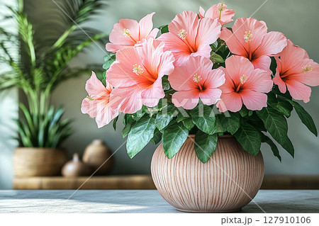 Perfect for serene lifestyle images. Big Hibiscus bush in vintage pot with fleshy leaves and pink flowers on a white background. 127910106
