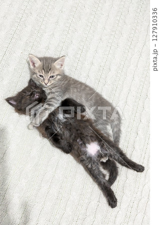 Gray tabby kitten playfully hugs black kitten lying on her back, exposing her belly. Great for showing playful pet interactions, sibling bonds and adorable animal antics 127910336