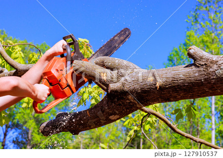 Worker uses chainsaw to fell tree in wooded area surrounded by sparse foliage 127910537