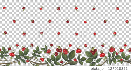Horizontal seamless border of rose hips berries and leaves Illustration isolated on white background for fabric, textile, prints, design, cards Horizontal seamless border of rose hips berries and leaves Illustration isolated on white background for fabric, textile, prints, design, cards 127910831