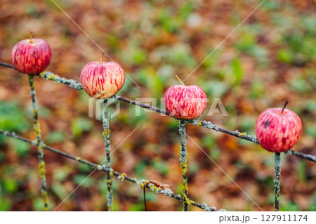 Four apples impaled on a rusty wire mesh fence in autumn 127911174