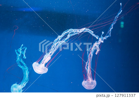 underwater photography jellyfish Purple striped jelly. Chrysaora colorata underwater photography jellyfish Purple striped jelly. Chrysaora colorata 127911337