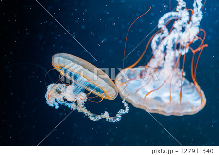 underwater photography jellyfish Chrysaora fuscescens, Pacific sea nettle, West Coast sea nettle underwater photography jellyfish Chrysaora fuscescens, Pacific sea nettle, West Coast sea nettle 127911340