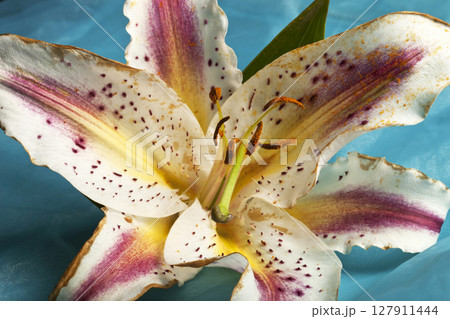 A delicate lily on a blue background. 127911444