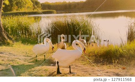 Group of swans are standing in a grassy area by a lake. The swans are white and appear to be enjoying the sunny day 127911568