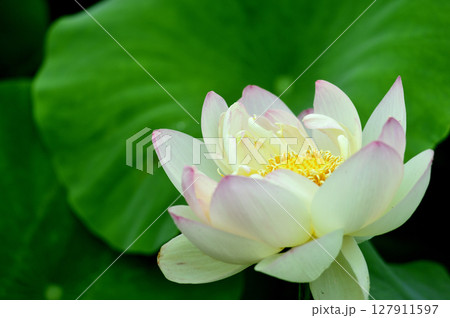 田園でみたハスの花 田園でみたハスの花 127911597