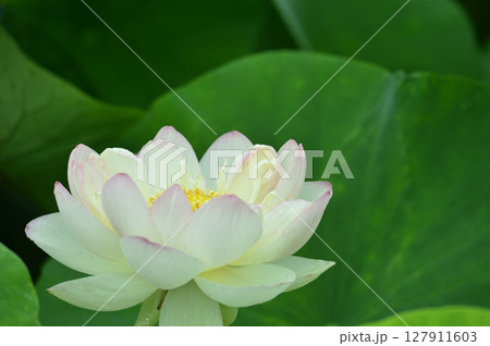 田園でみたハスの花 127911603